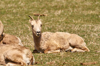 Bighorn_3023_DSC0690