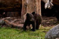 Bear Country_3005_DSC0880
