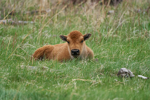 Buffalo_1011_DSC1077