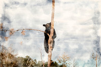 Bear2W