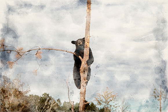 Bear2W