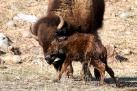 1048_Bison_DSC9452