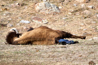 1039_Bison_DSC9367