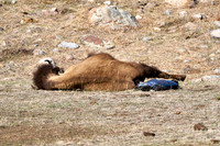 1040_Bison_DSC9368