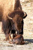 1044_Bison_DSC9404