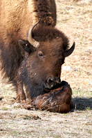 1043_Bison_DSC9393