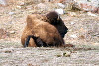 1036_Bison_DSC9344