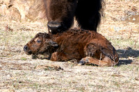 1046_Bison_DSC9416