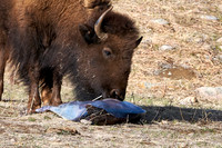 1042_Bison_DSC9372
