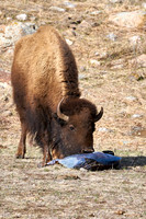 1041_Bison_DSC9369