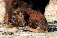 1045_Bison_DSC9413