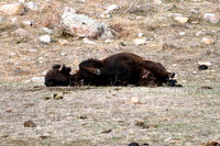 1037_Bison_DSC9348