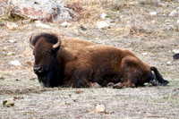 1038_Bison_DSC9354