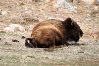 1032_Bison_DSC9329
