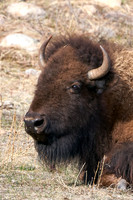 1033_Bison_DSC9334