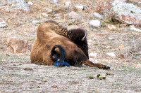1035_Bison_DSC9340