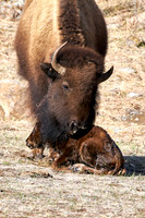 1047_Bison_DSC9426