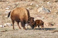 1049_Bison_DSC9466