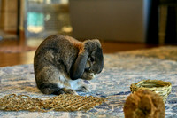 Bunji2