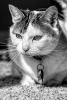 Finley1
