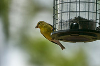 Bird6