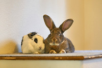 BigBunnies1