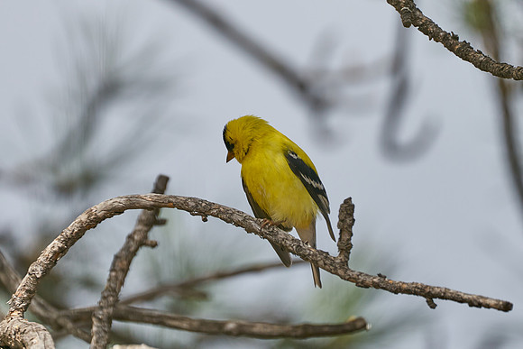 Bird2