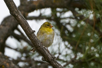 Bird5