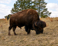 Buffalo17