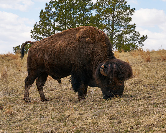 Buffalo17