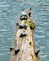 Turtles1