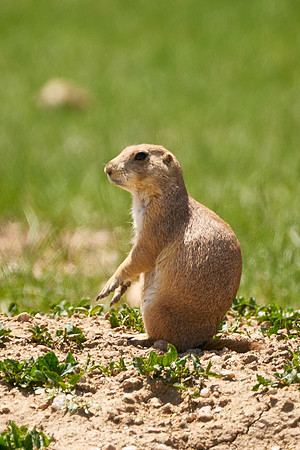 PrairieDog1_DSC8295