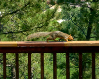 Squirrel3