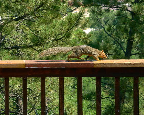 Squirrel3