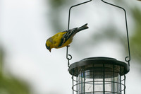 Bird10