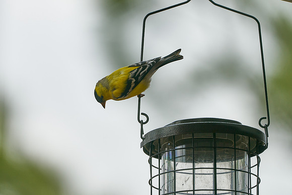 Bird10
