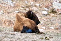 1034_Bison_DSC9335