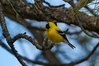 Bird7