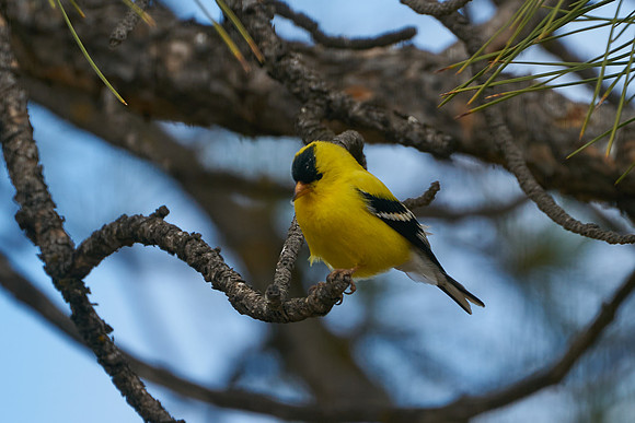 Bird7
