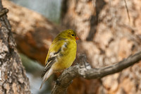 Bird3