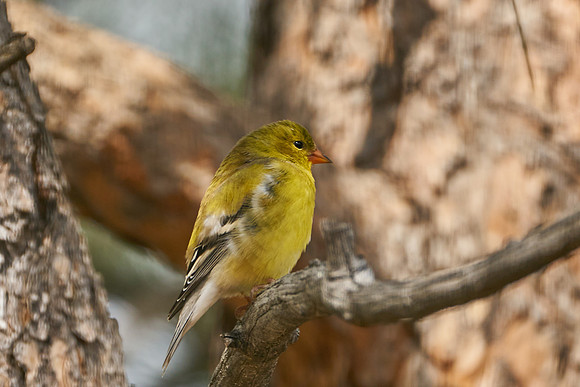 Bird3