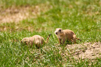 PrairieDog4_DSC8310