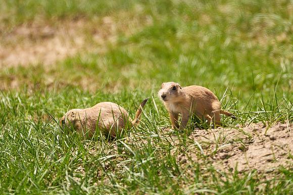 PrairieDog4_DSC8310