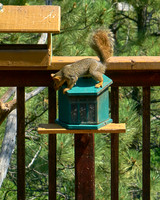 Squirrel4
