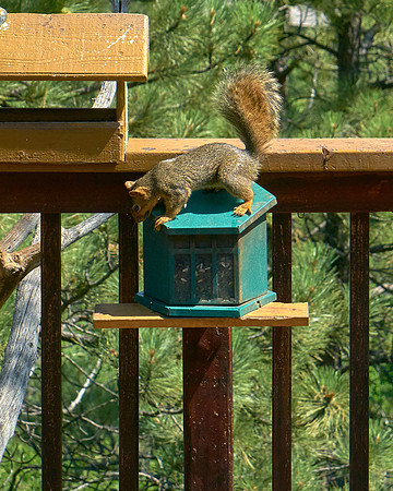 Squirrel4