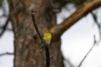 Bird9