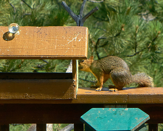 Squirrel2