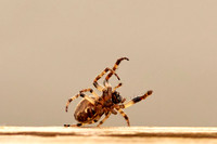 Spider2