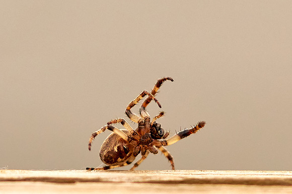 Spider2