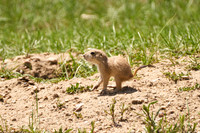 PrairieDog3_DSC8297